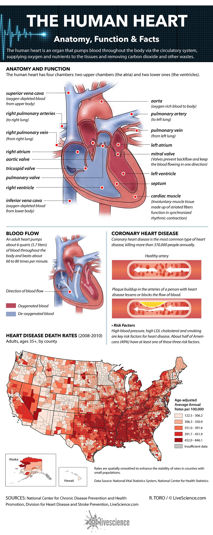 Anatomy, Function, and Facts Infographic